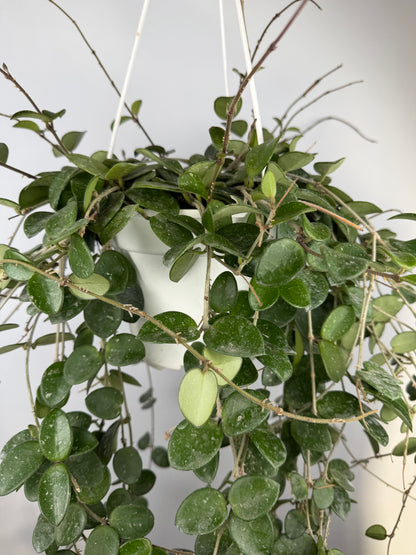 Hoya Mathilde Splash