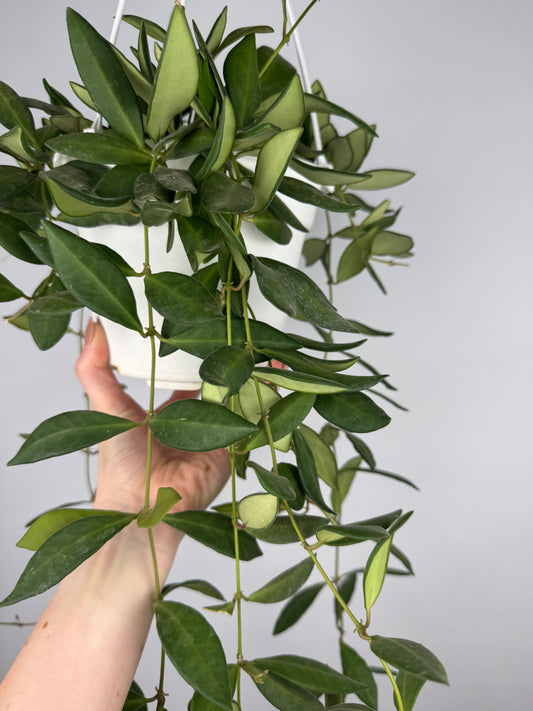 Hoya Burtoniae