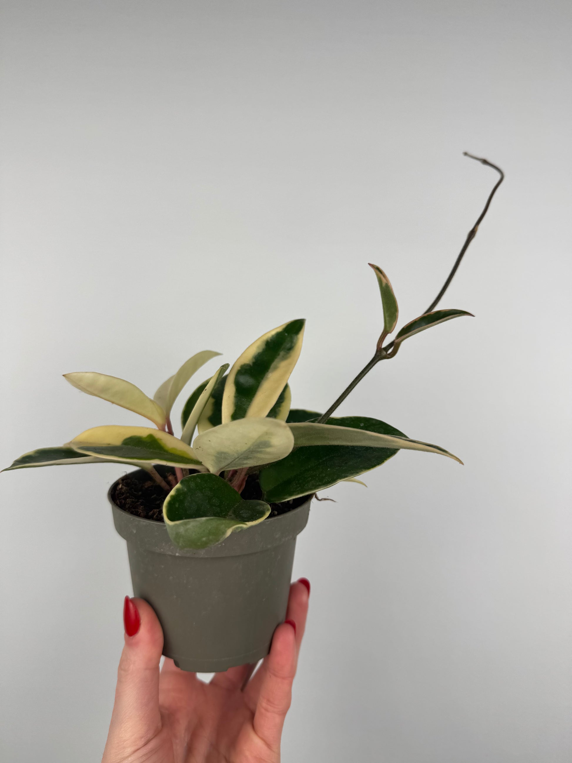 Hoya Carnosa Krimson Queen
