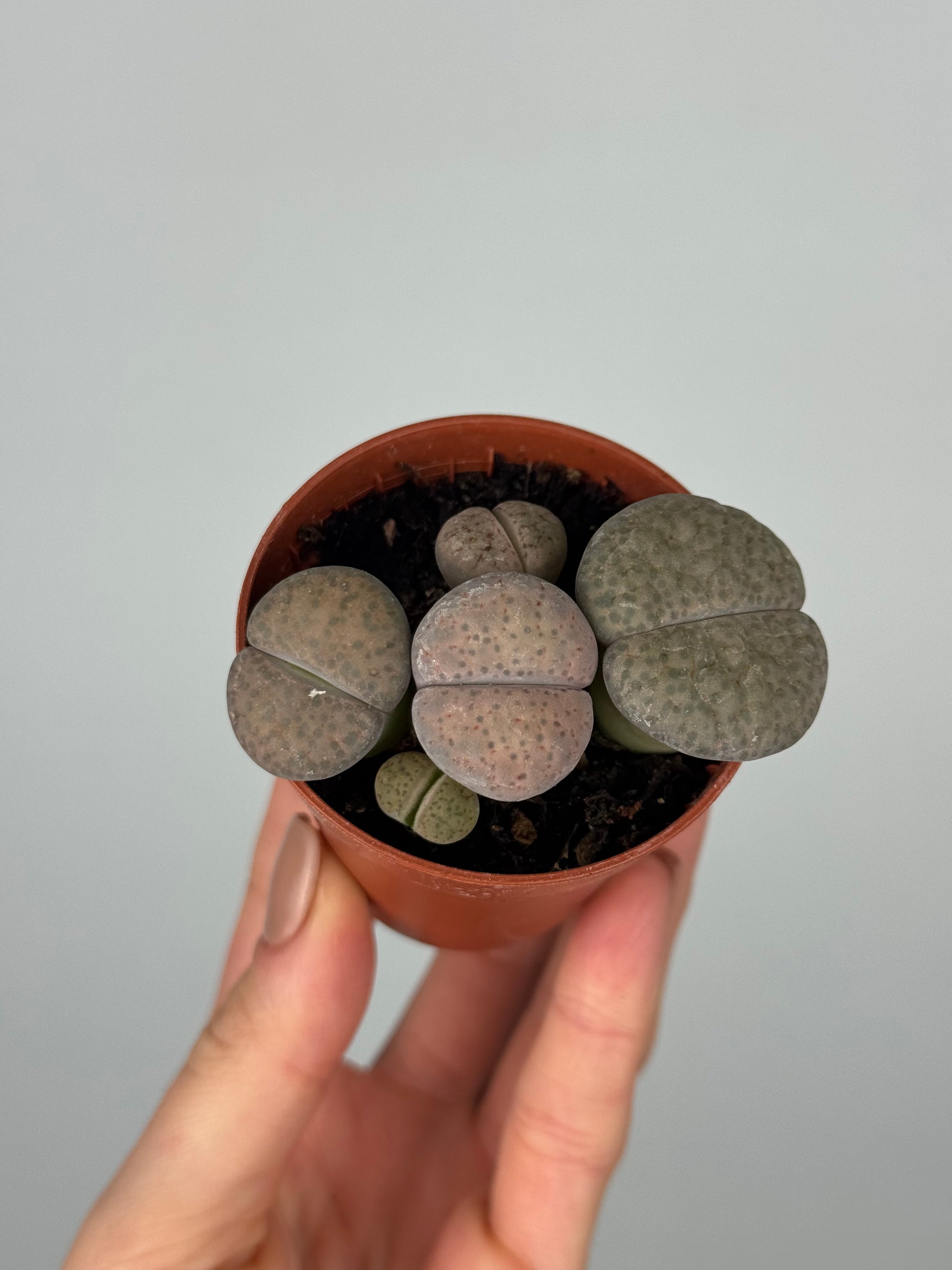 Lithops