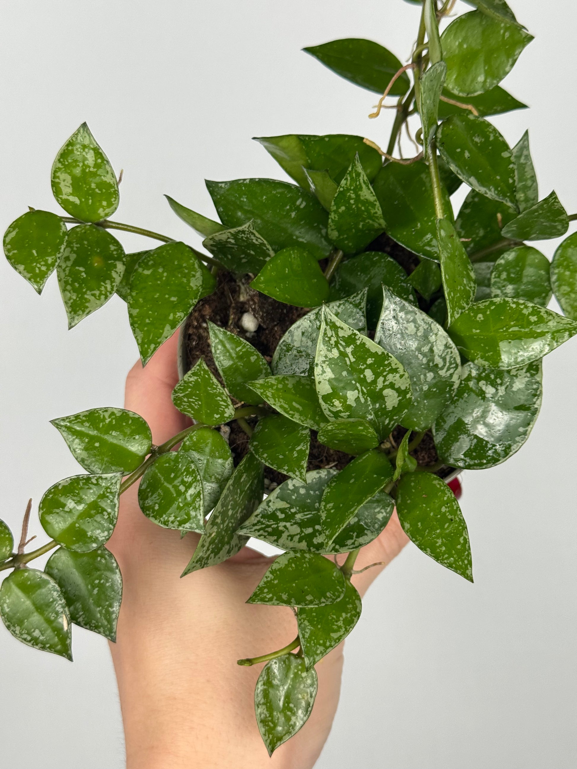 Hoya Krohniana 'Splash'