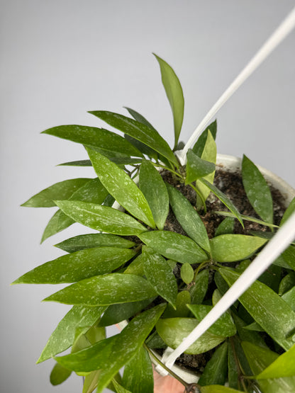 Hoya Gracilis