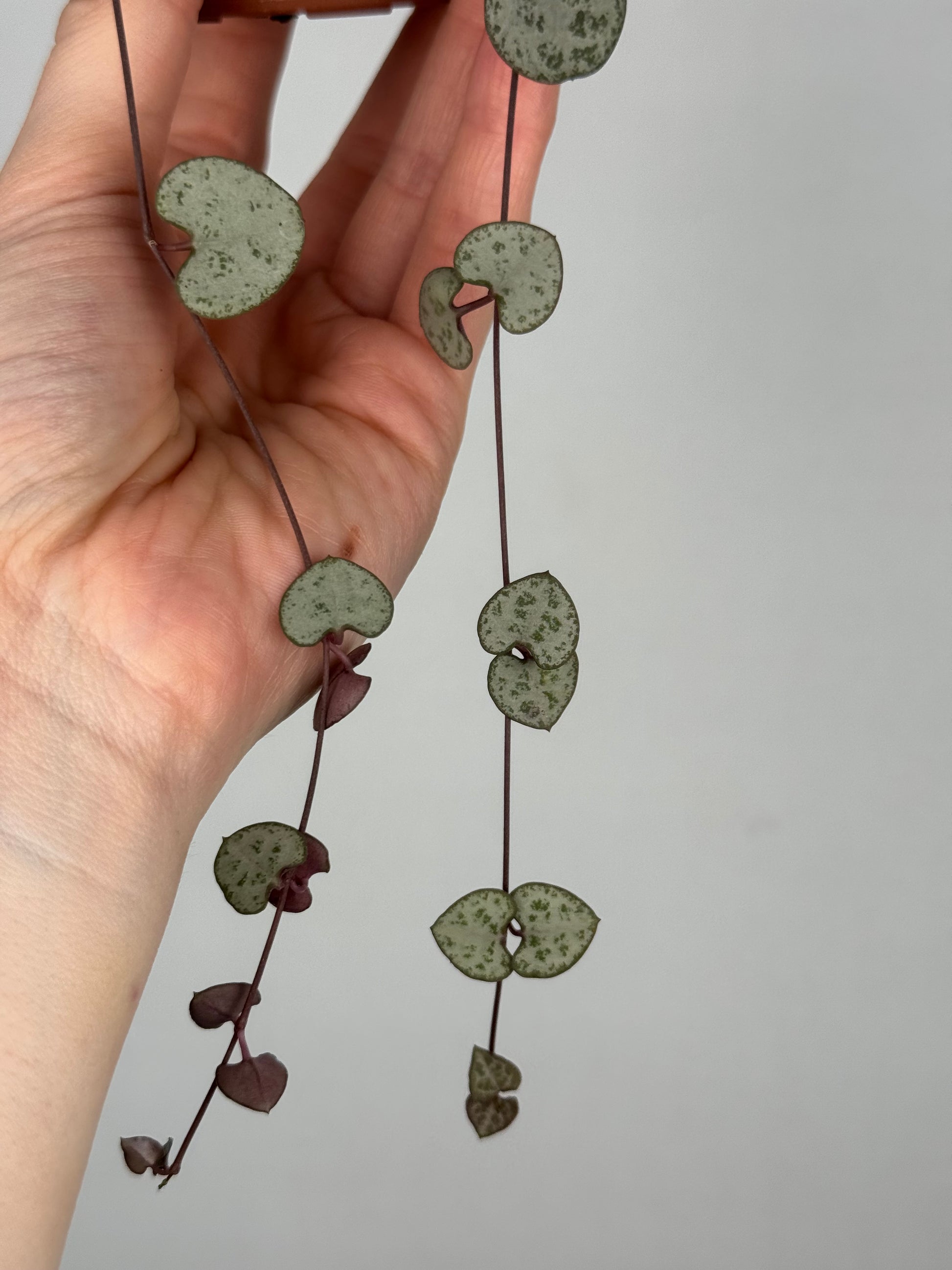 Ceropegia Woodii | Nara