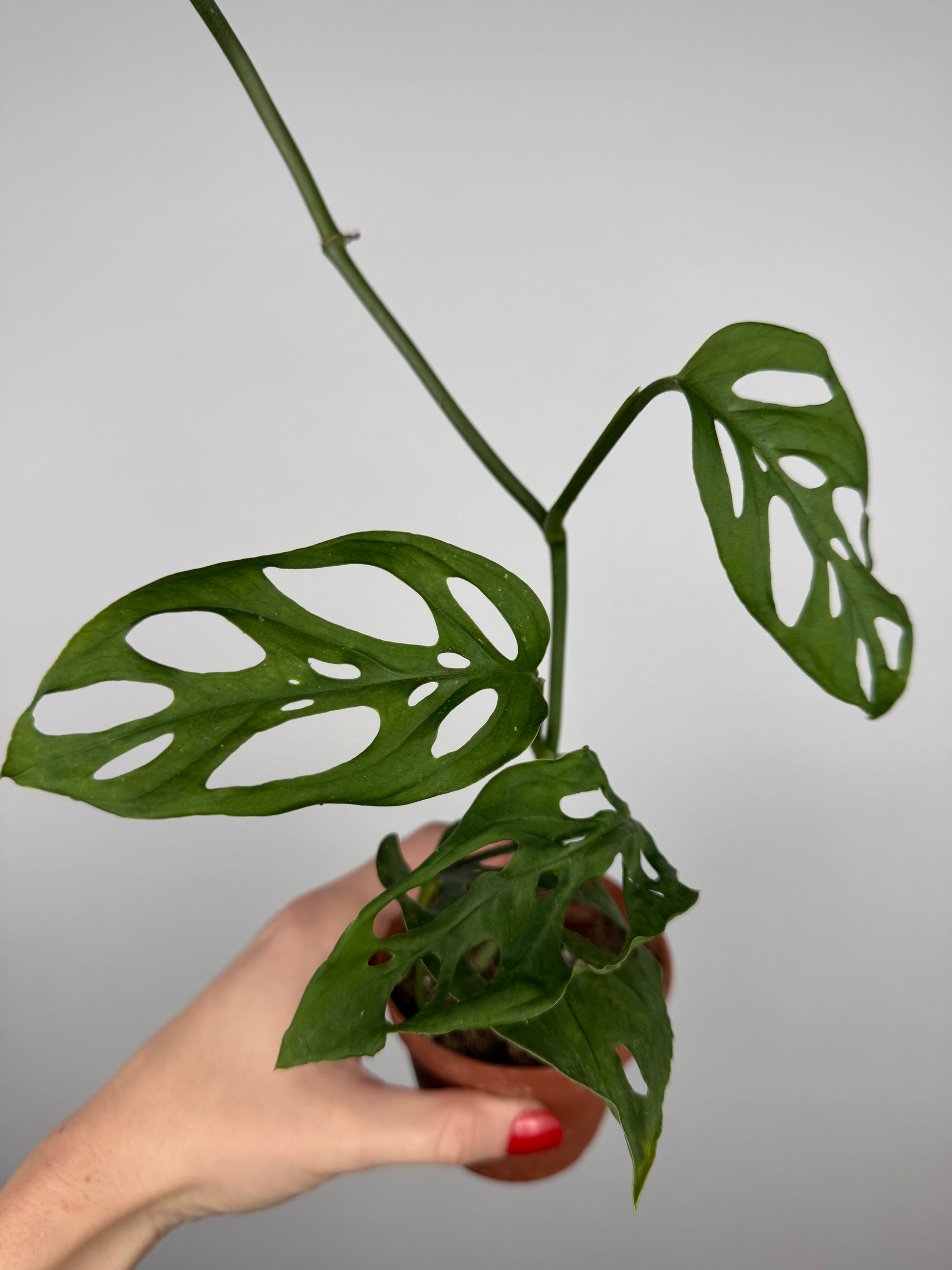 Monstera Adansonii | Kalea