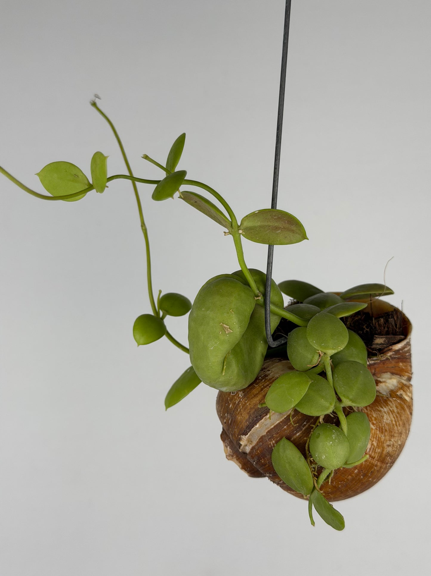 Dischidia 'Pectinoides' | Shelly hag Dischidia Tropical Corner