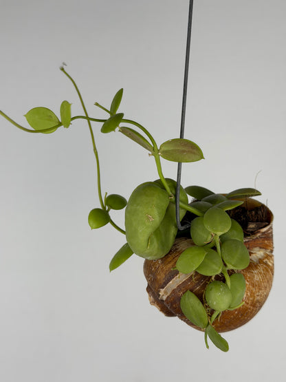 Dischidia 'Pectinoides' | Shelly hag Dischidia Tropical Corner