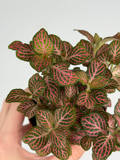 Fittonia Pink Fittonia Tropical Corner