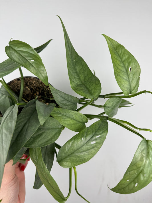 Epipremnum pinnatum “Cebu Blue”