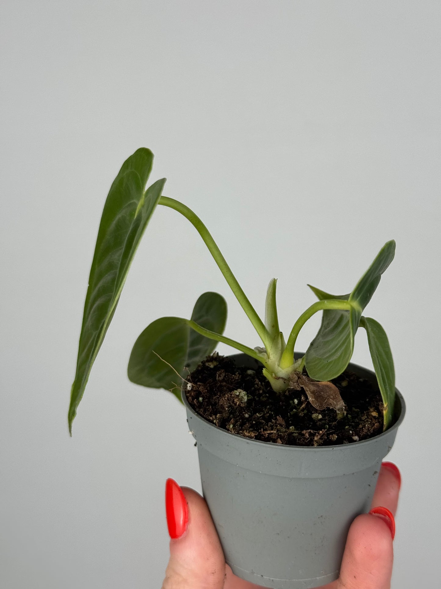 Anthurium Veitchii