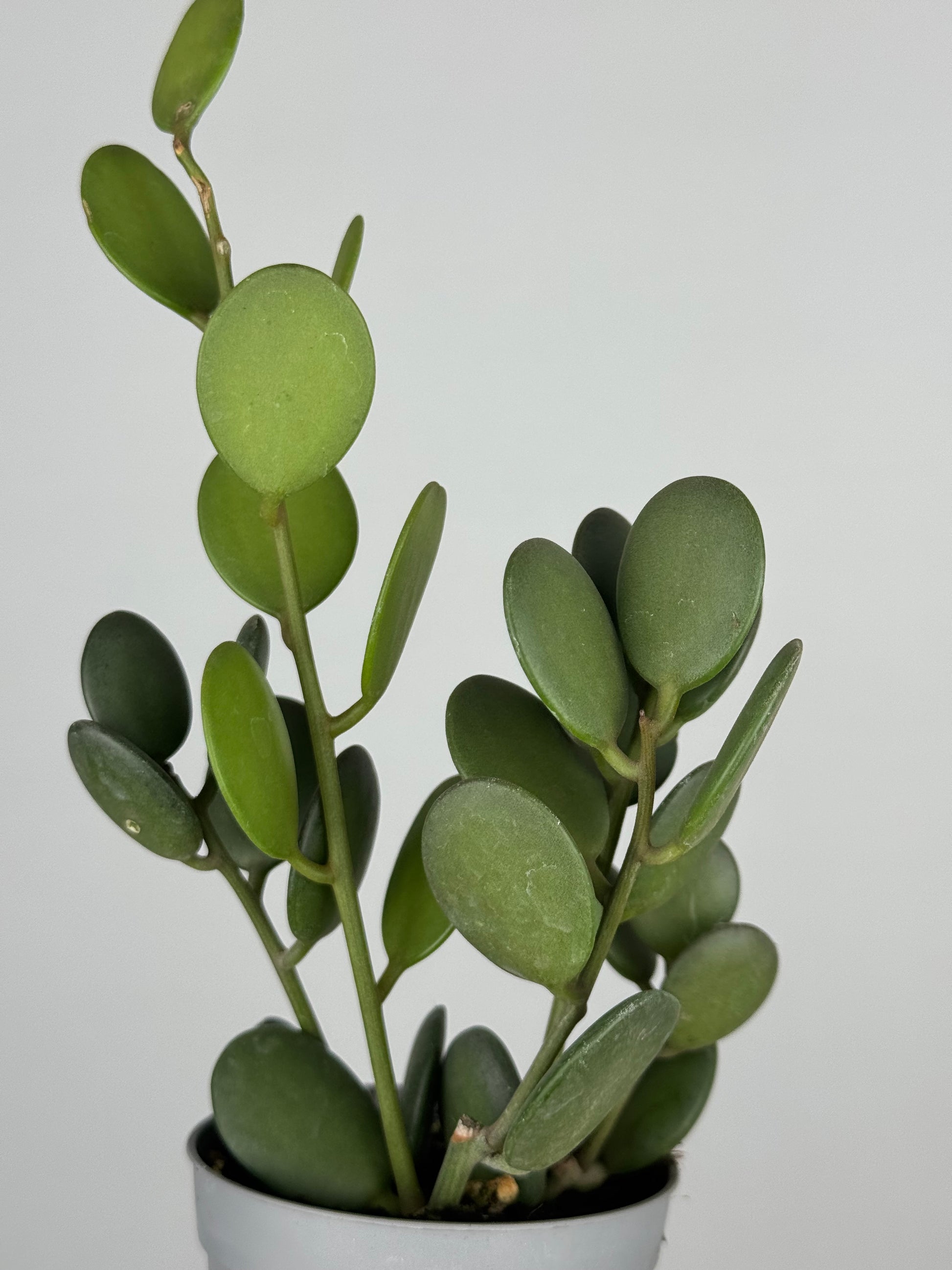 Xerosicyos Danguyi “Silver dollar vine”
