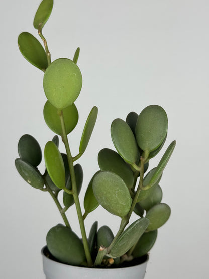 Xerosicyos Danguyi “Silver dollar vine”