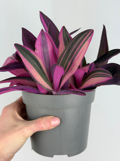 Tradescantia 'Purple Heart' Pink Stripe Tradescantia Tropical Corner