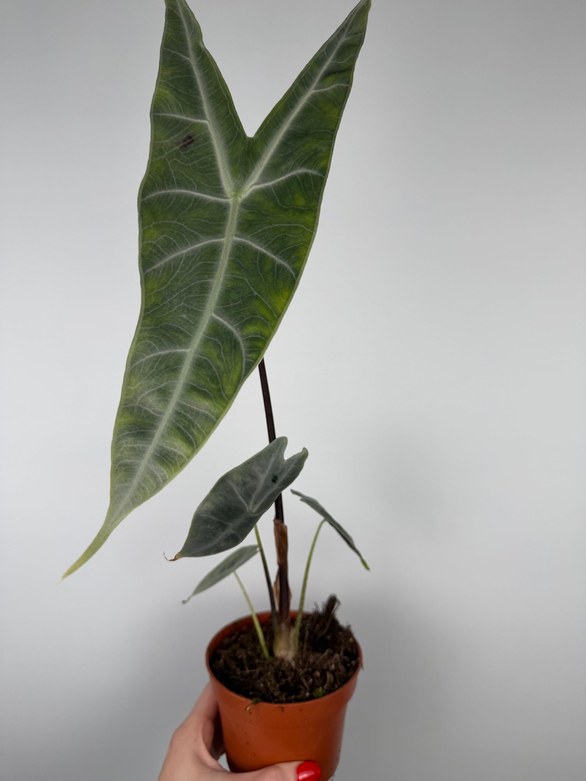Alocasia longiloba 'Silver'