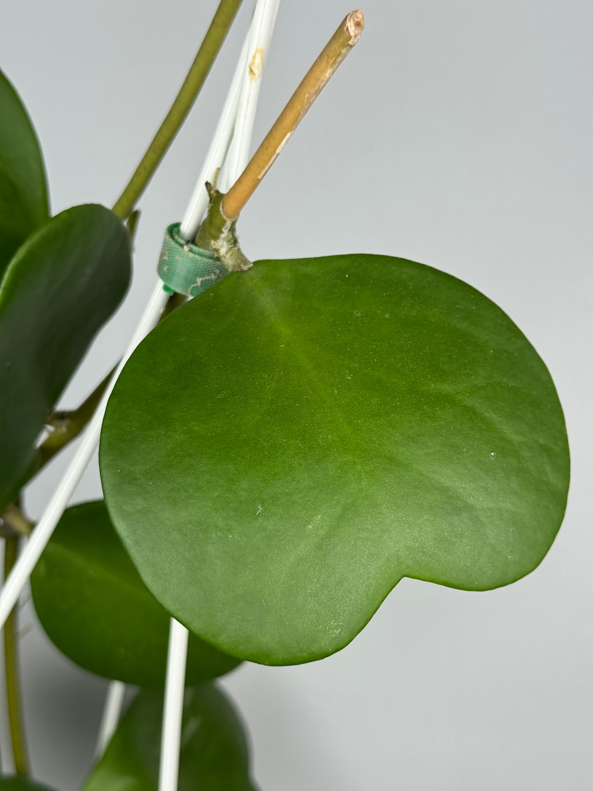 Hoya Kerrii