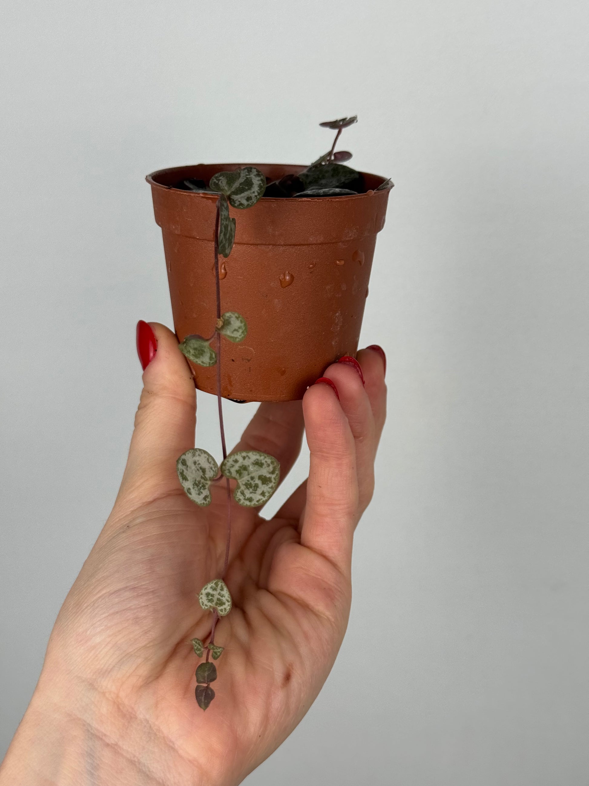 Ceropegia Woodii | Sandra