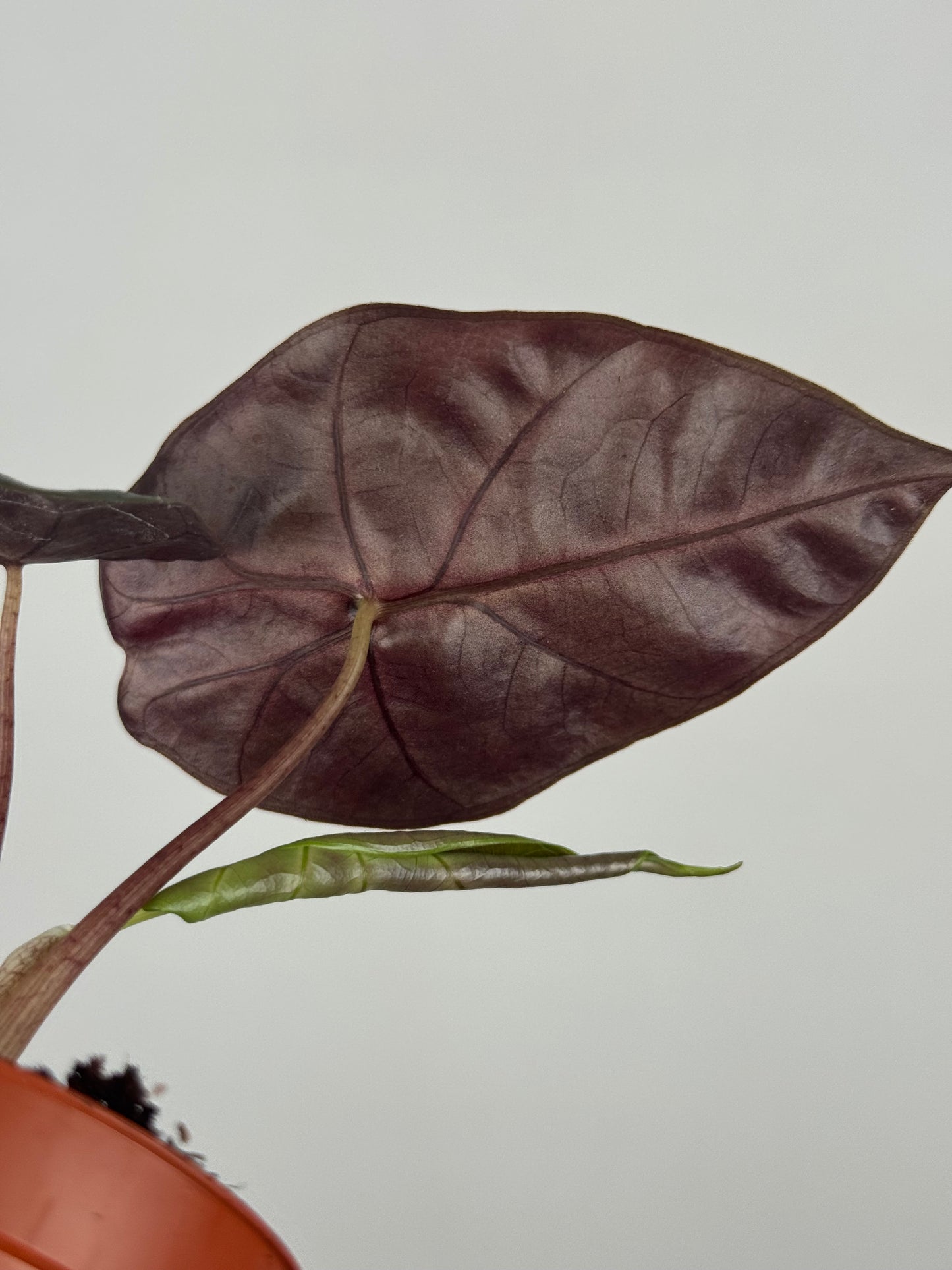 Alocasia Suhirmaniana “Red Petiole”