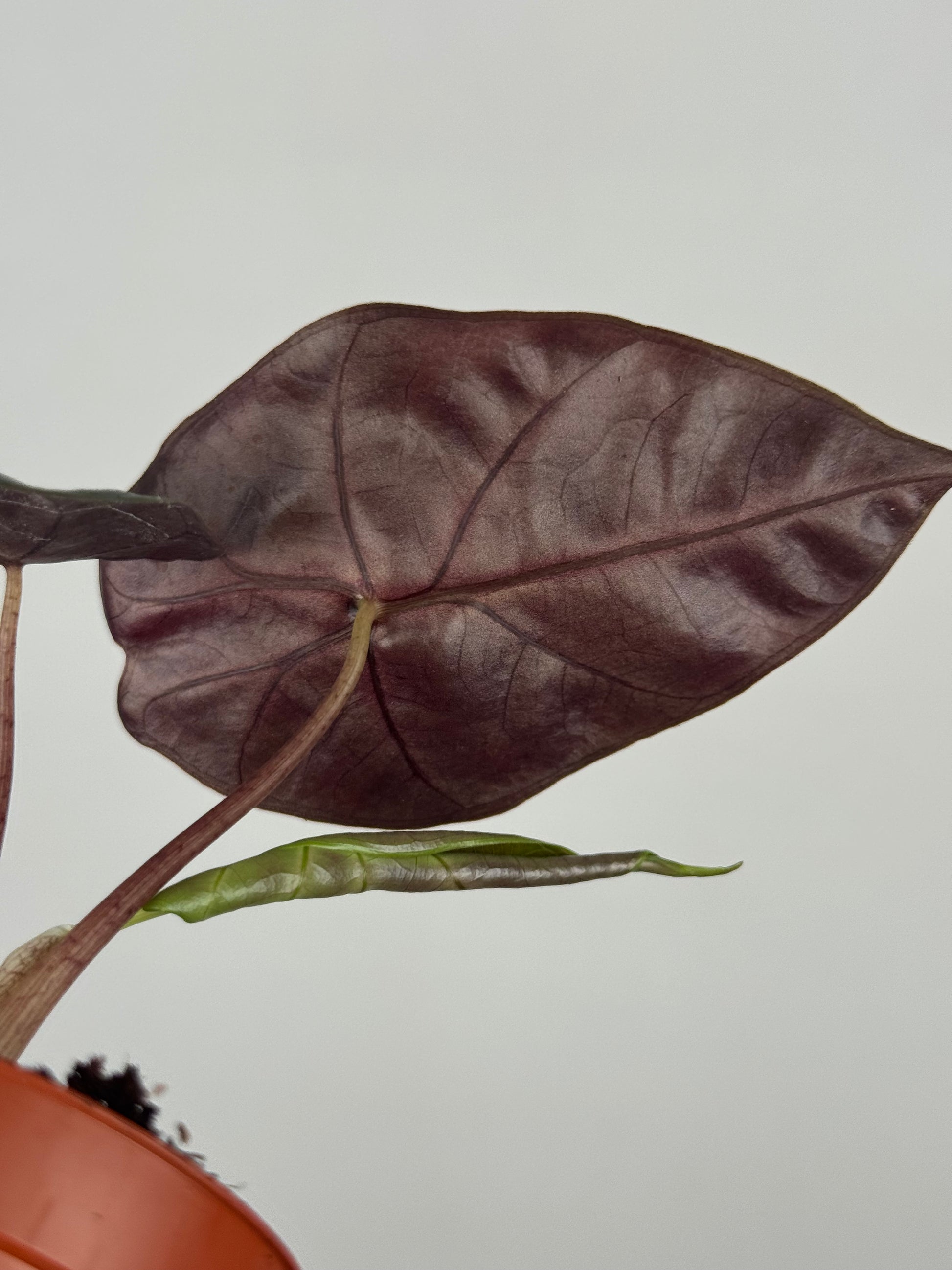 Alocasia Suhirmaniana “Red Petiole”