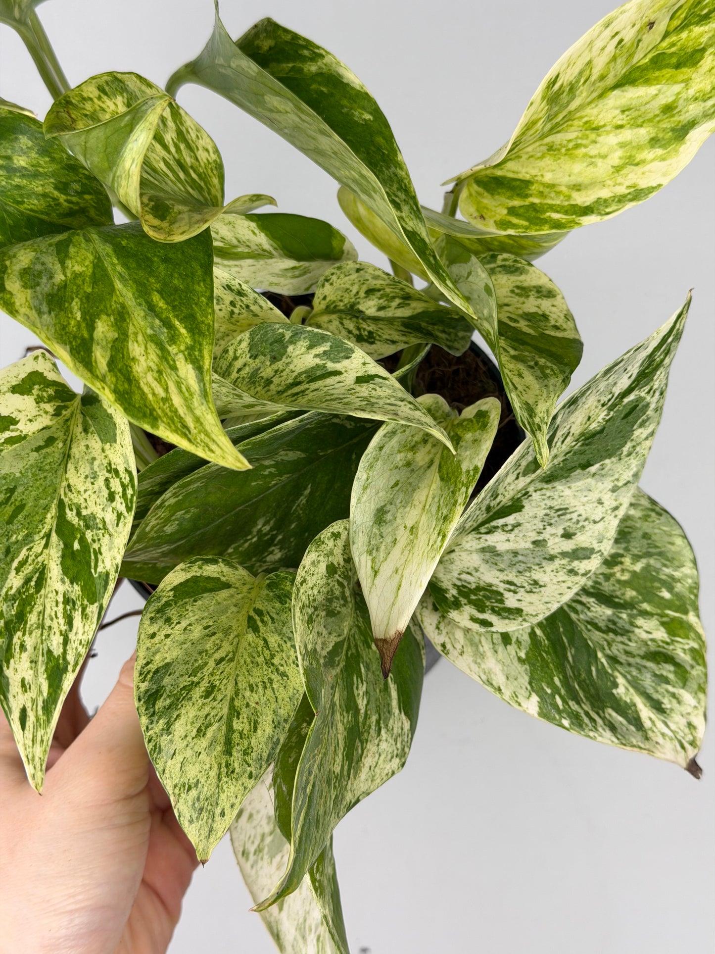 Epipremnum pinnatum Marble Queen Pothos Tropical Corner