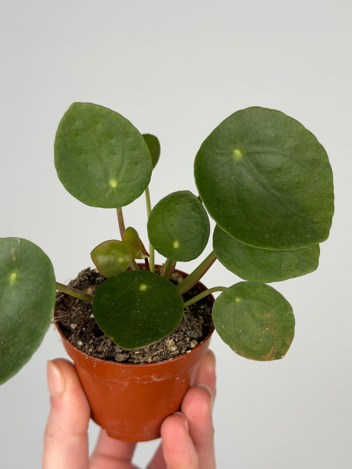 Pilea Peperomioides Pilea Tropical Corner