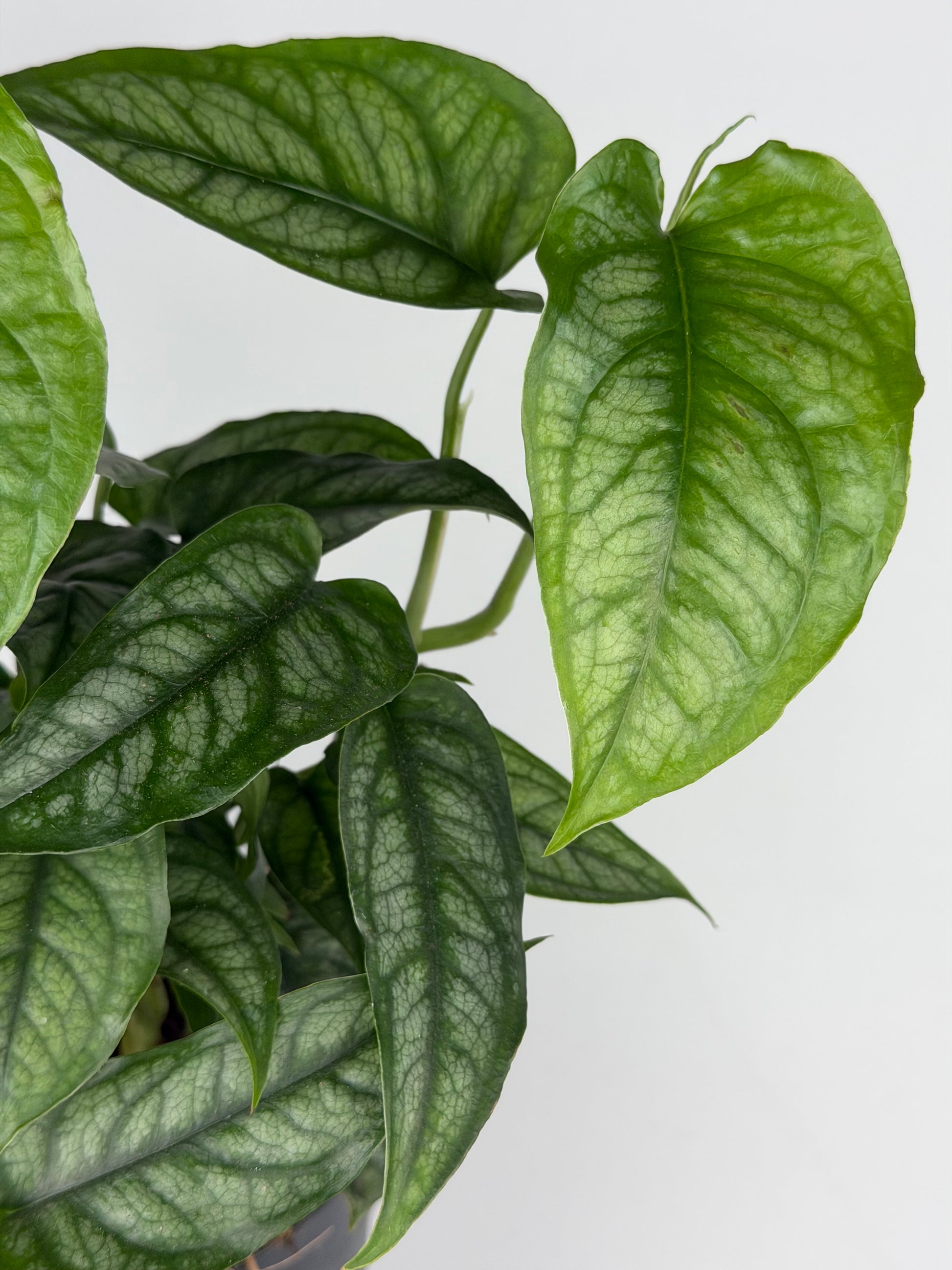 Monstera Siltepecana Monstera Tropical Corner