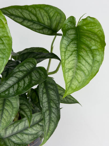 Monstera Siltepecana Monstera Tropical Corner