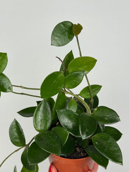 Hoya Chouke