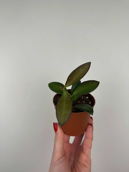 Hoya Burtoniae