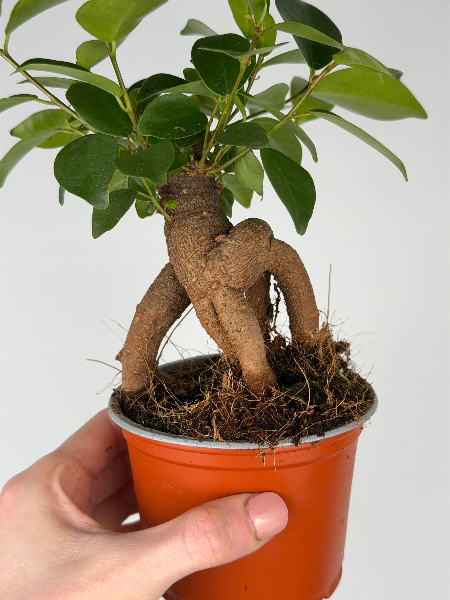 Ficus micr. Bonsai Retusa Ficus Tropical Corner