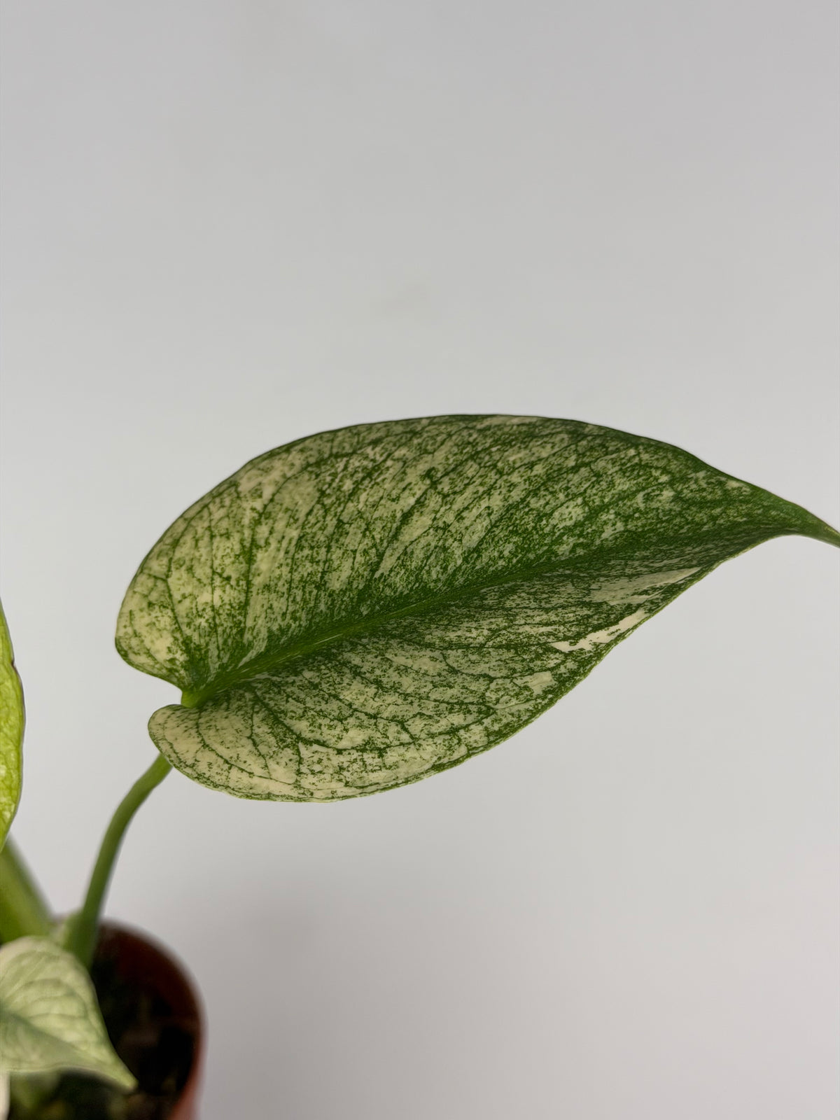 Monstera Mint