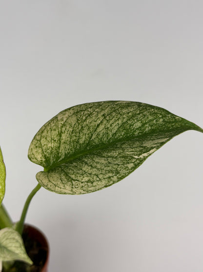 Monstera Mint