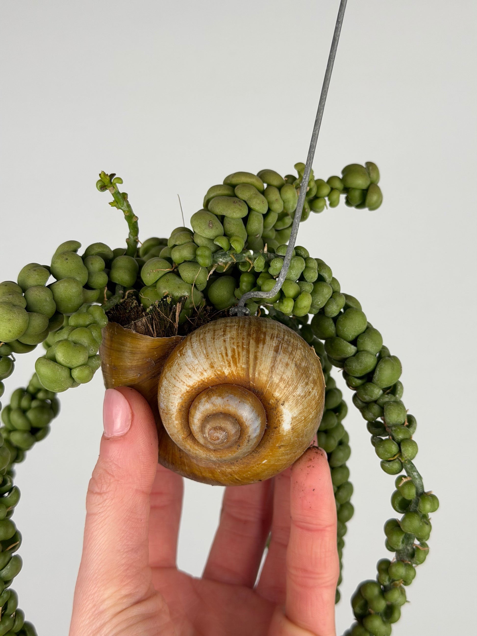 Dischidia Nummularia 'Pangolin Kisses' | Shelly hang Dischidia Tropical Corner