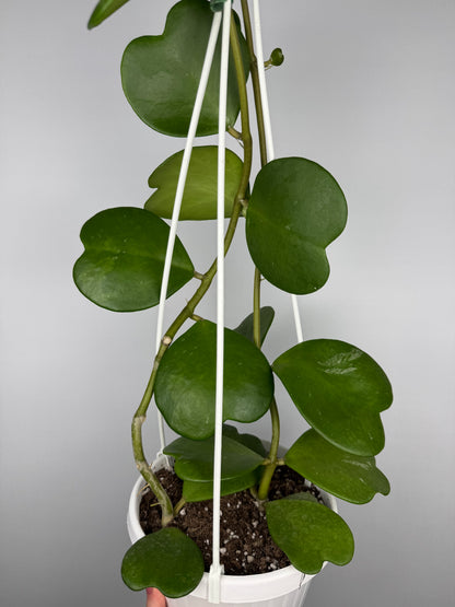 Hoya Kerrii