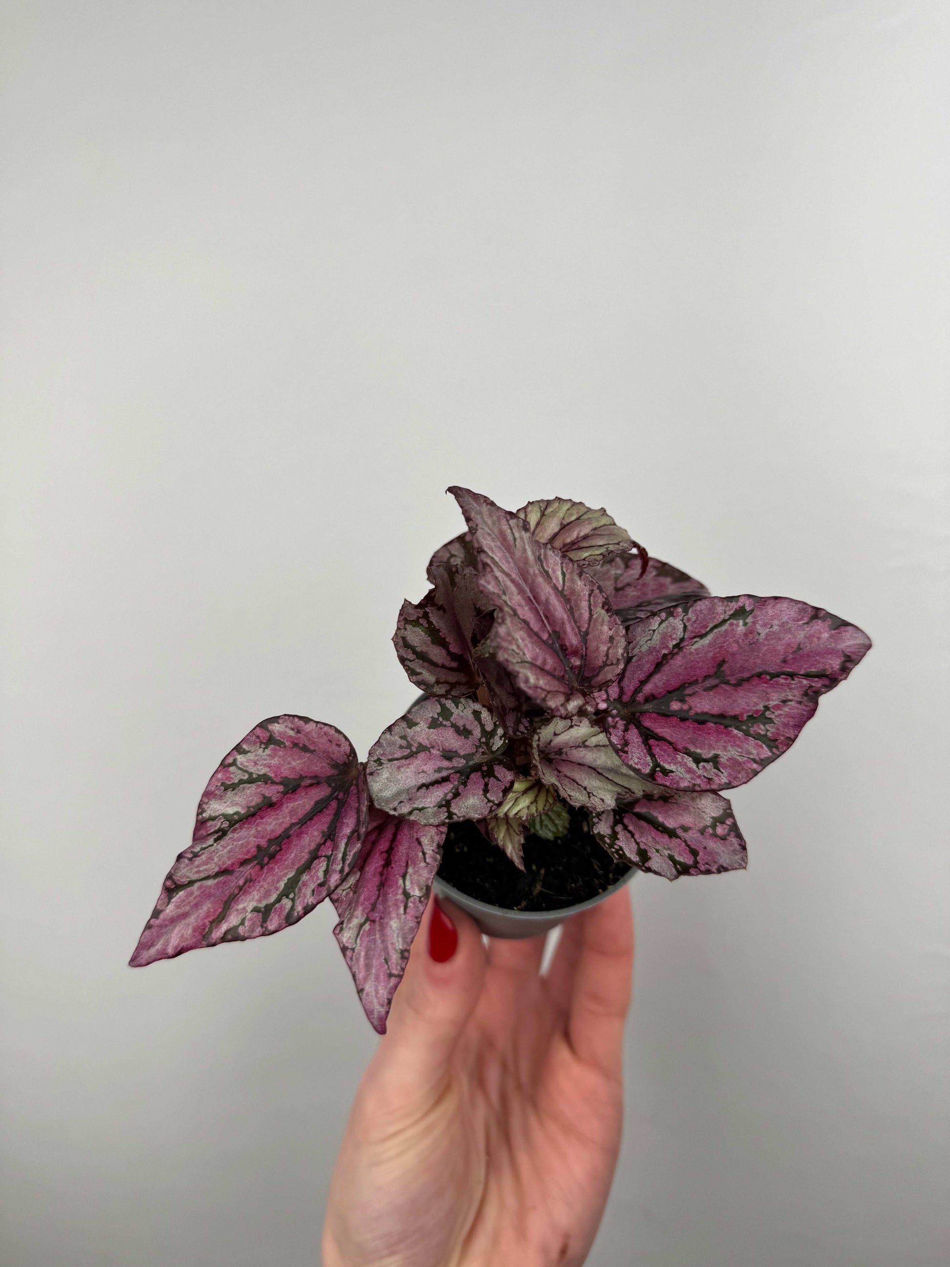 Begonia “Hugh McLaughlin/McLauchlan”