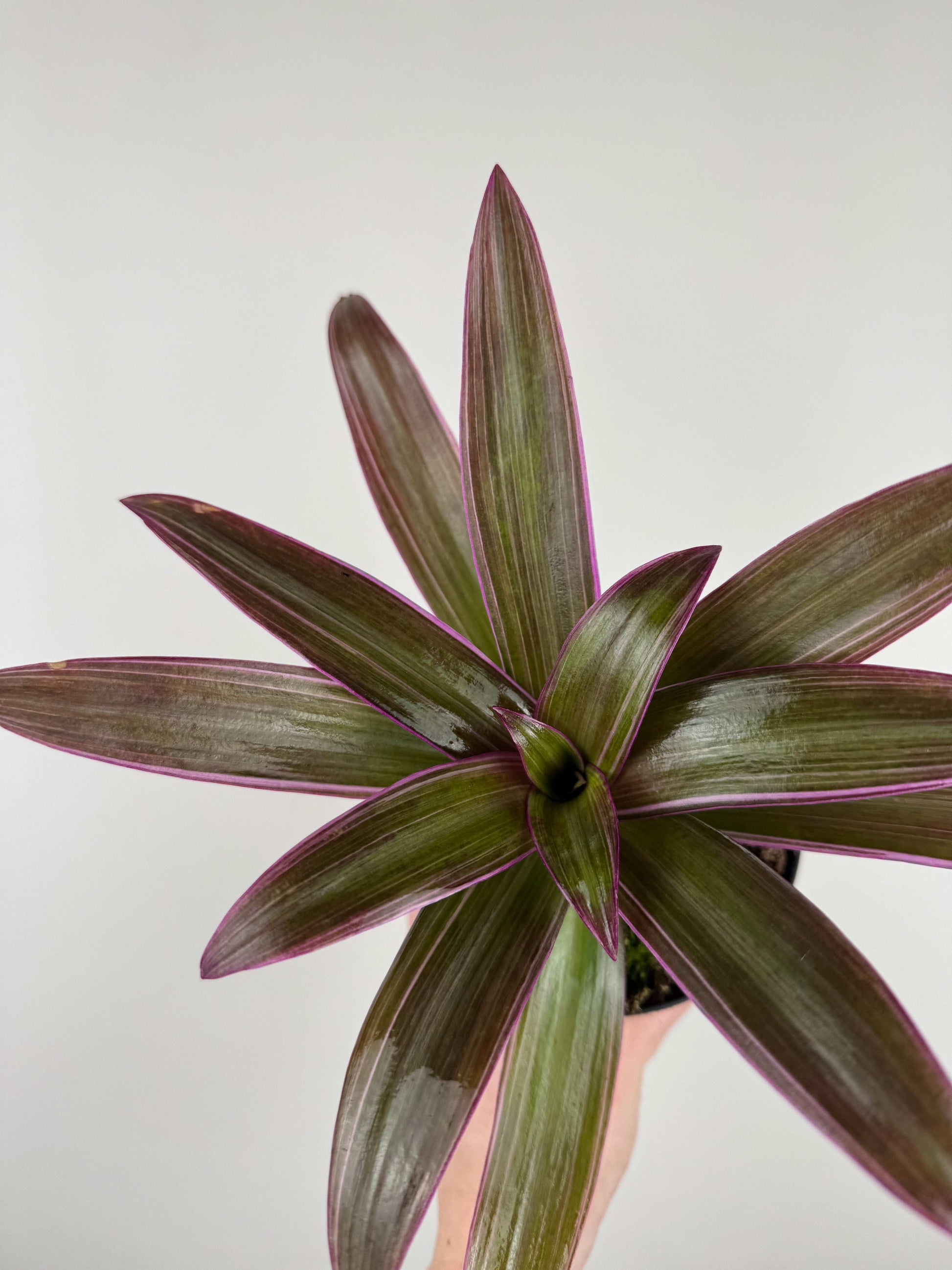 Tradescantia Spathacea Sitara “Purple Flame”