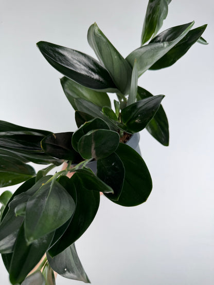 Scindapsus Treubii 'Dark Form' Scindapsus Tropical Corner