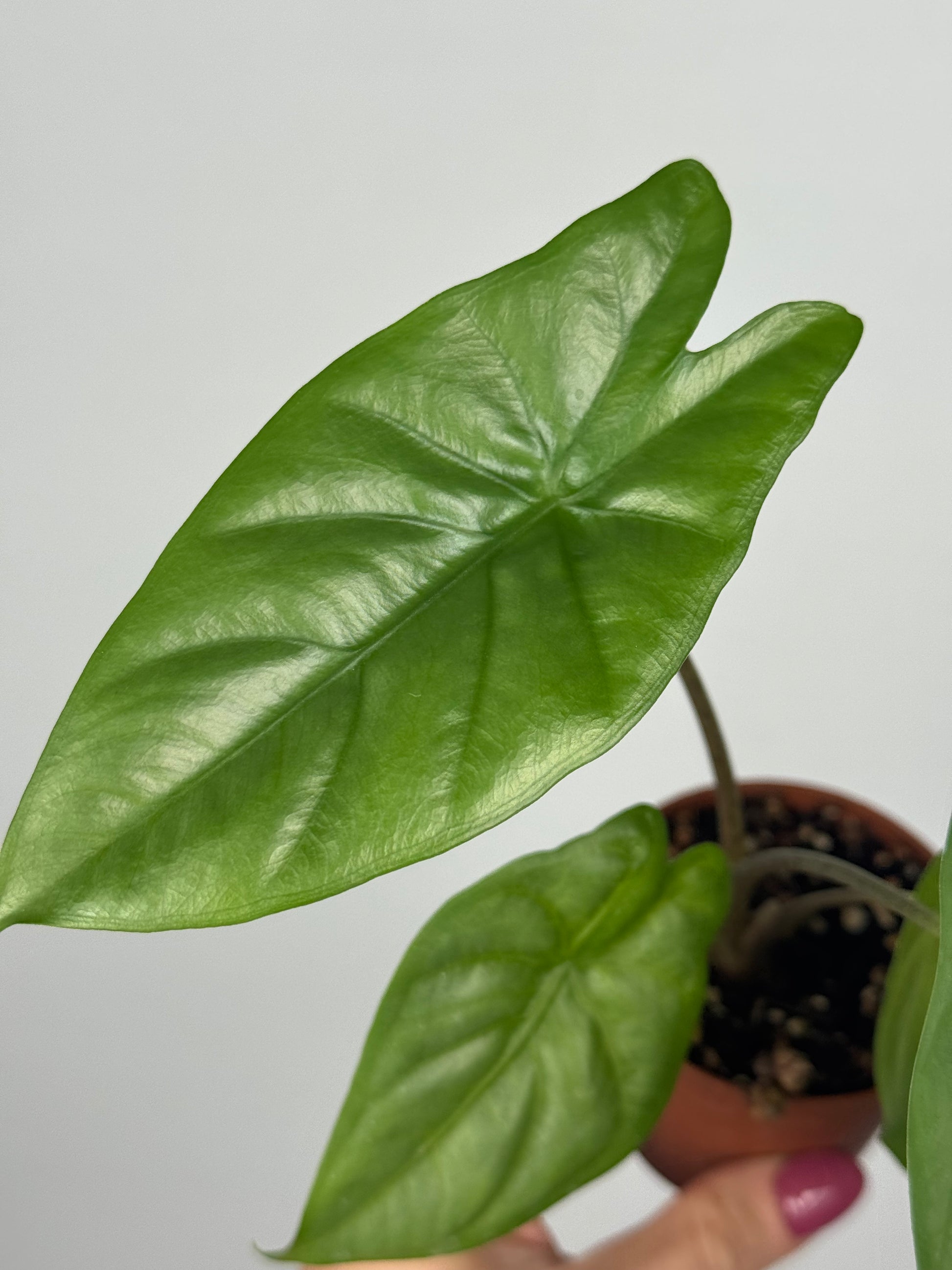 Alocasia Heterophylla “Corazon”