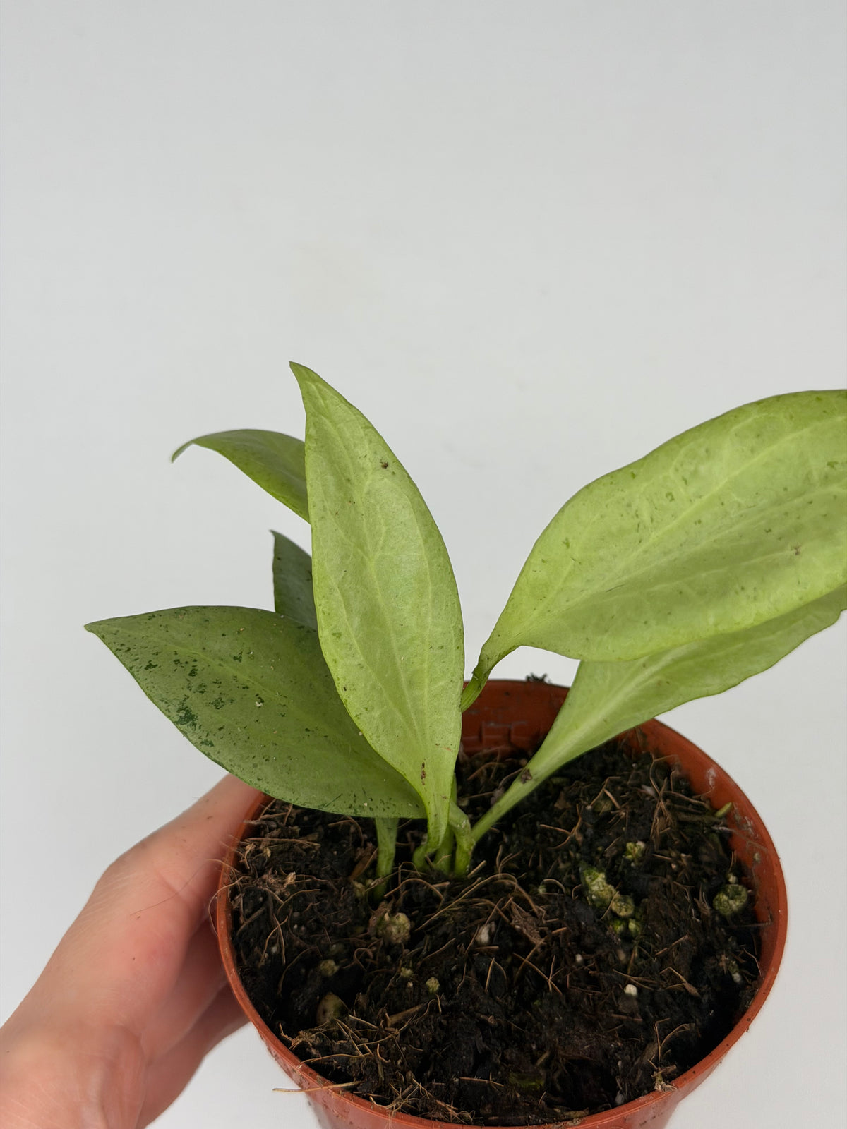 Hoya New Guinea Ghost
