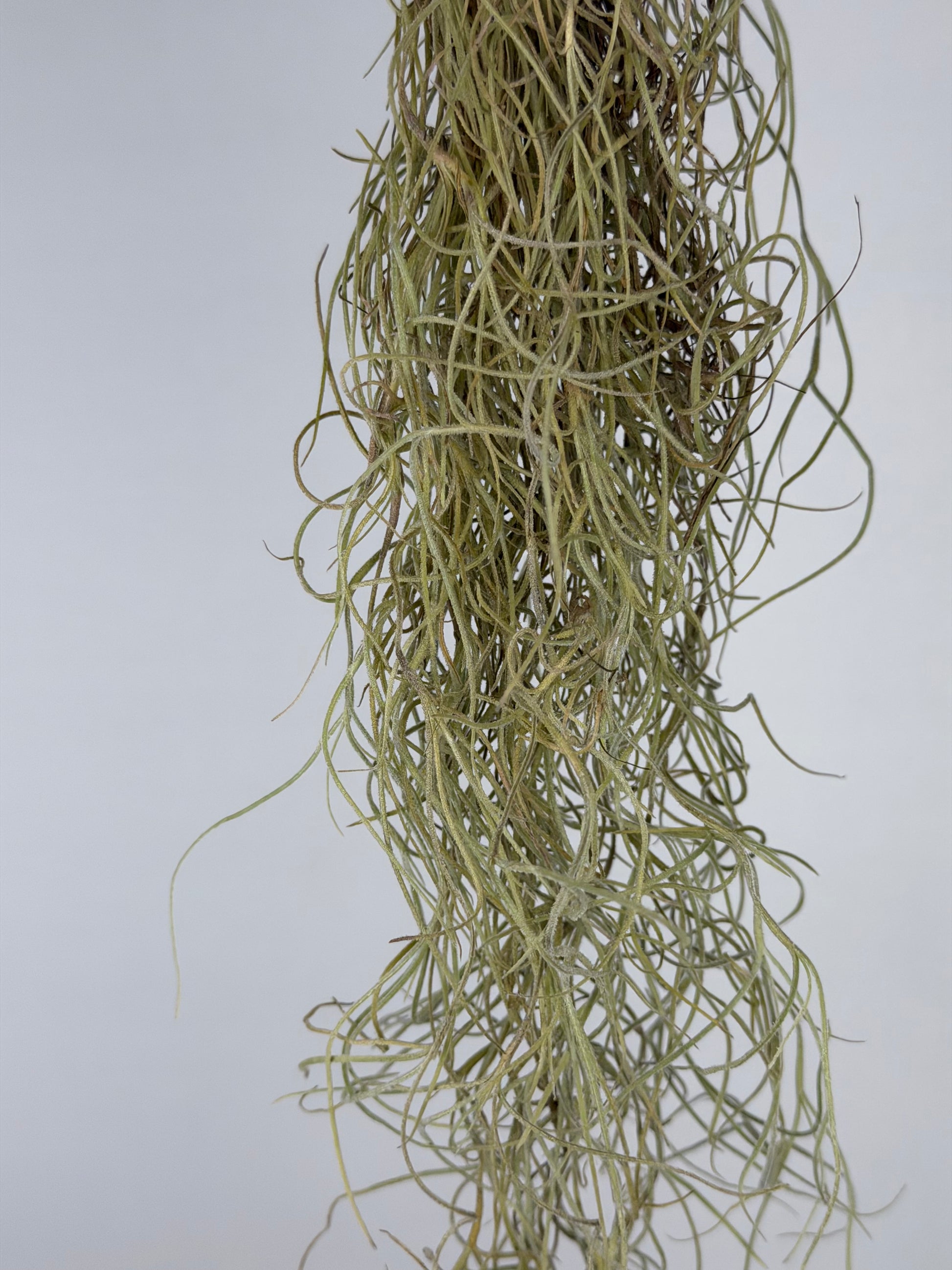 Tillandsia usneoides Tillandsia Tropical Corner