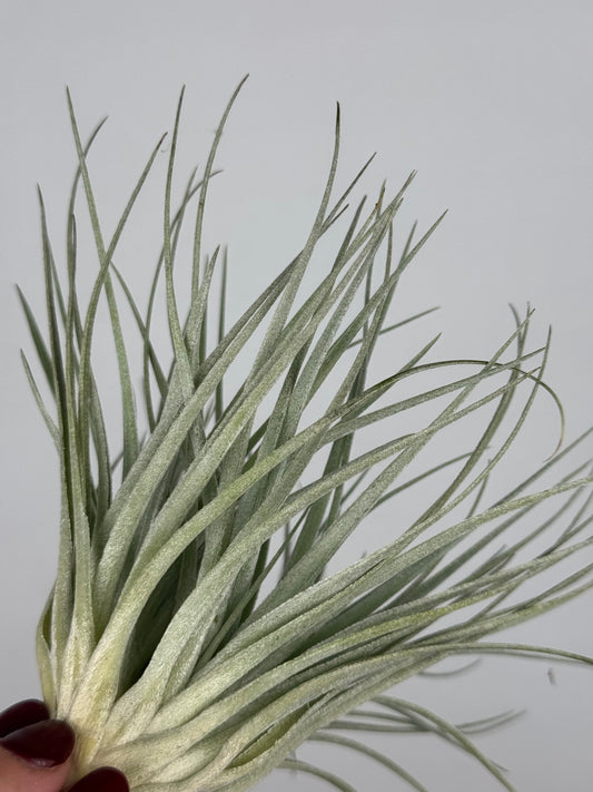 Tillandsia 'Super Silver'