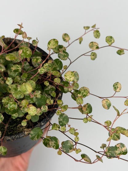 Muehlenbeckia complexa Mao'ri 'Pink Camouflage'