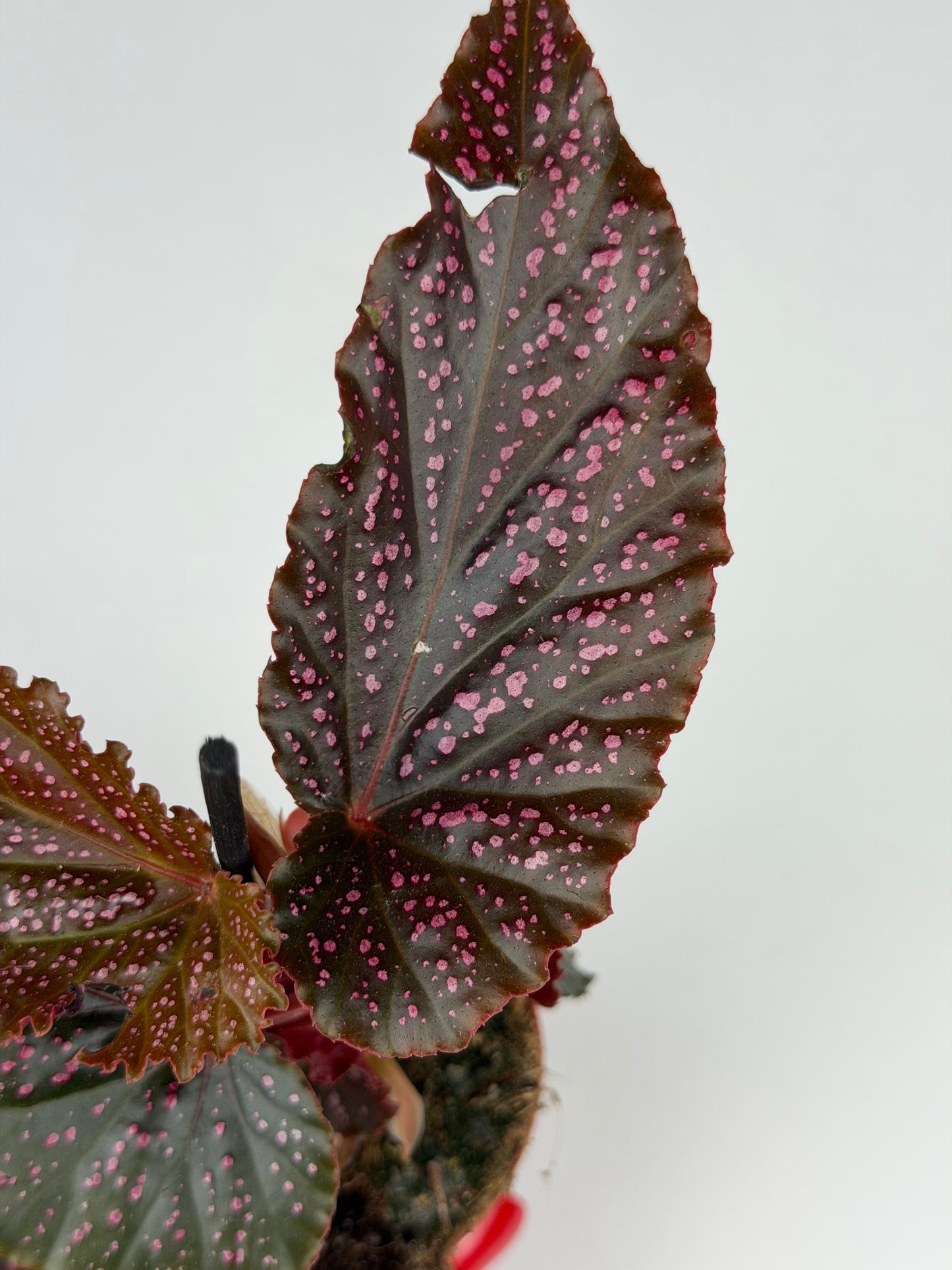 Begonia Benigo 'Pink Spot' Begonia Tropical Corner