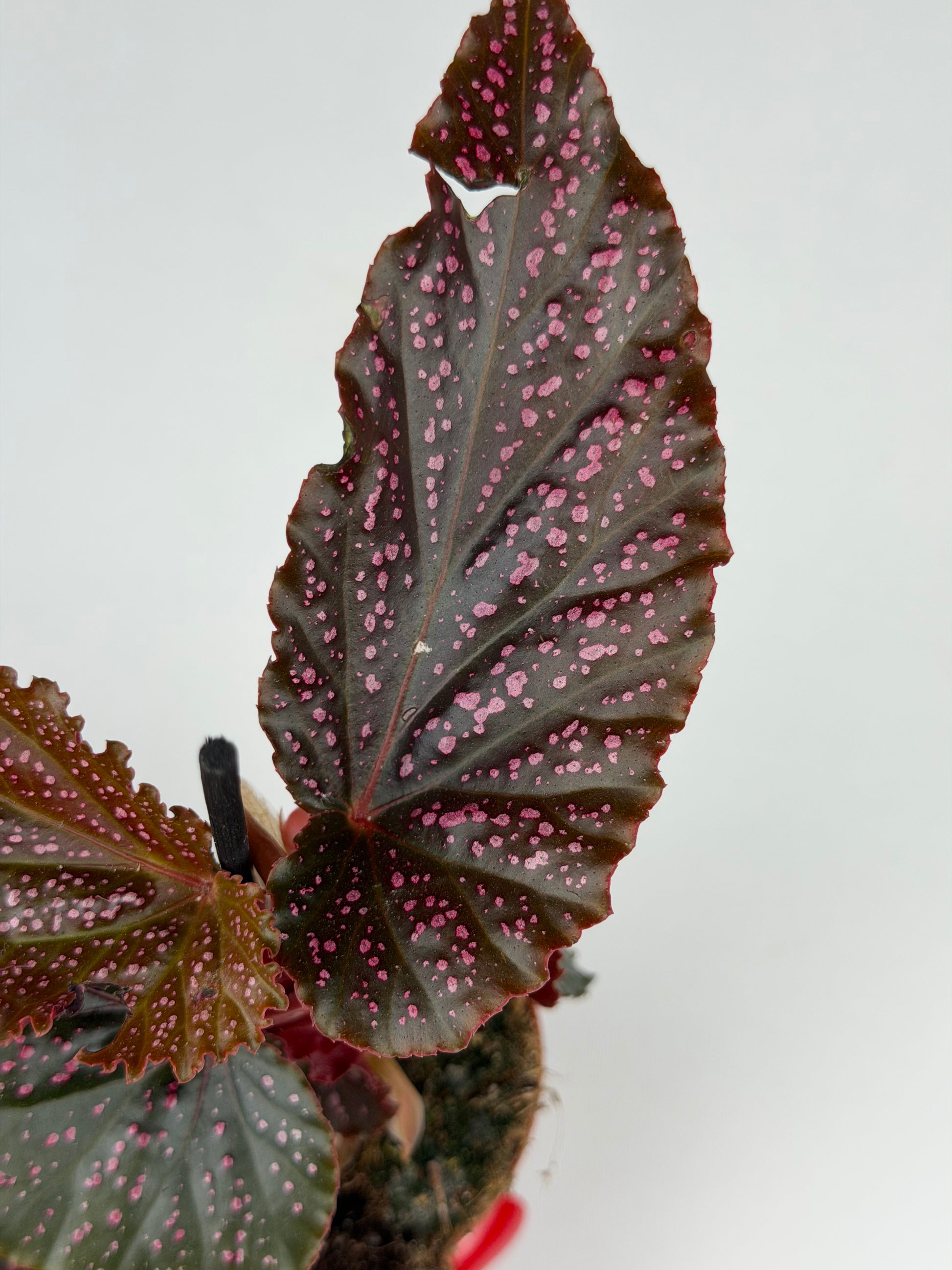 Begonia Benigo 'Pink Spot' Begonia Tropical Corner