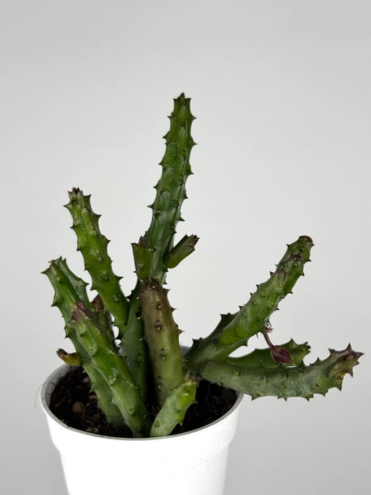 Stapelia Huernia Pendurata