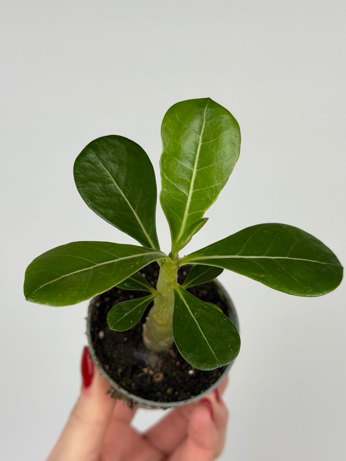 Adenium obesum