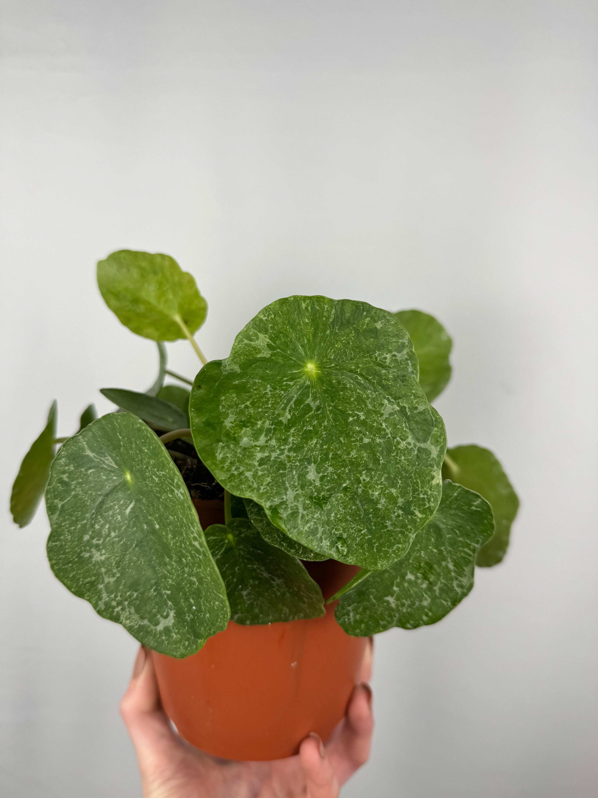 Pilea Peperomioides “Sugar”