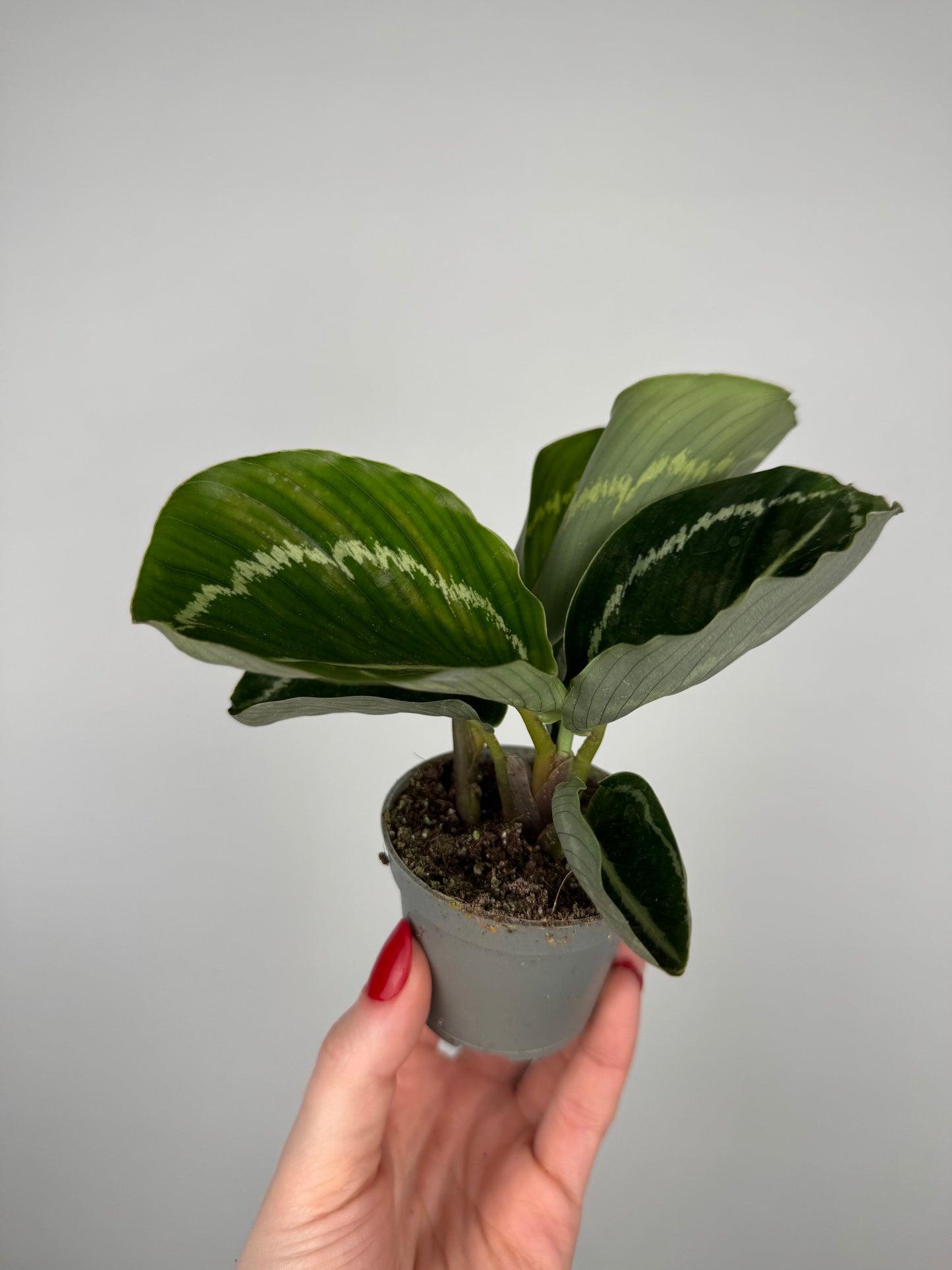 Calathea roseopicta “Green Goddess”
