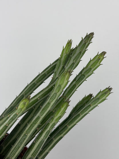 Senecio Stapeliiformis