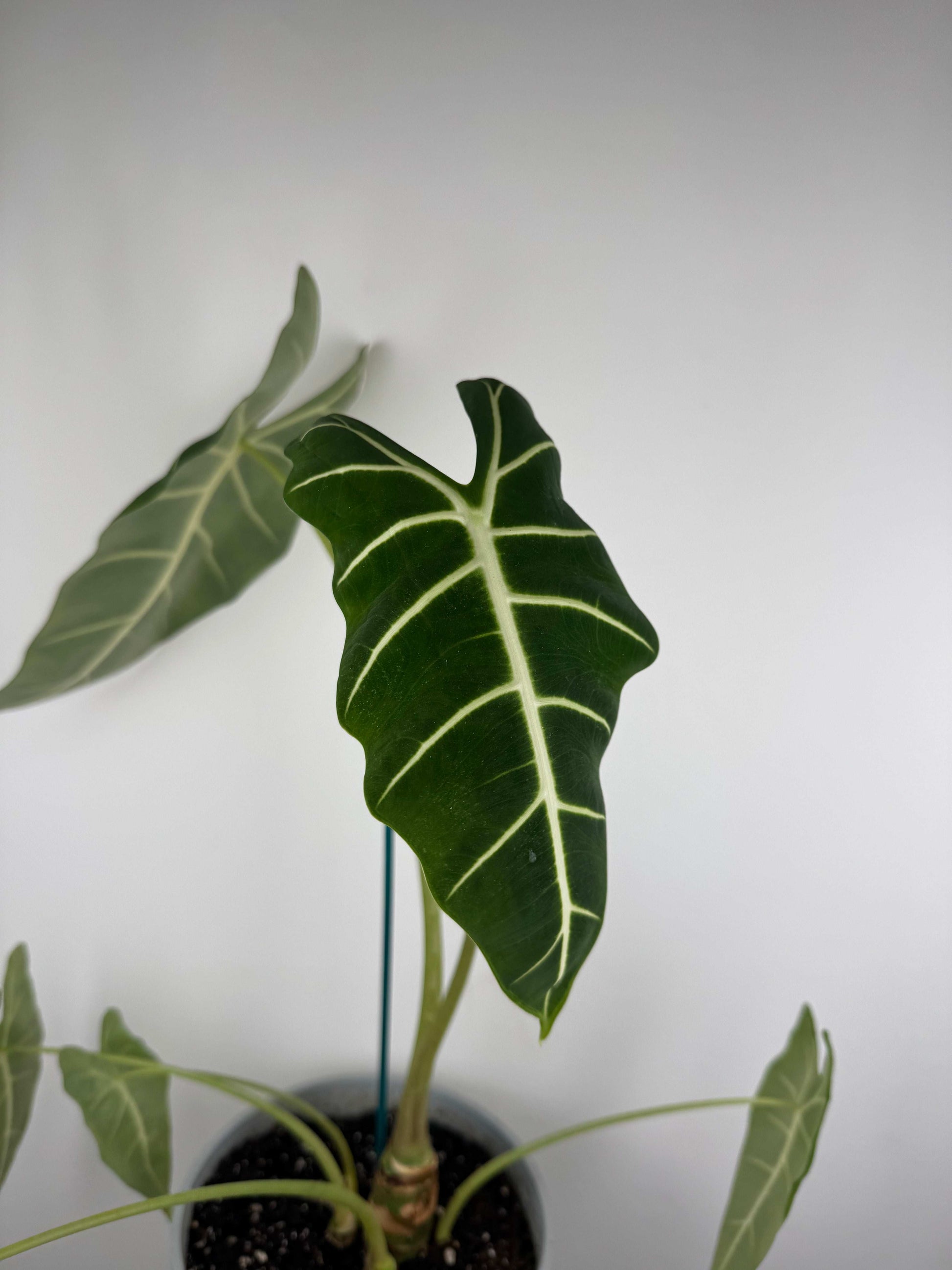 Alocasia Micholitziana Frydek | Alice