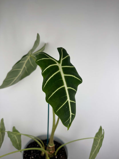 Alocasia Micholitziana Frydek | Alice