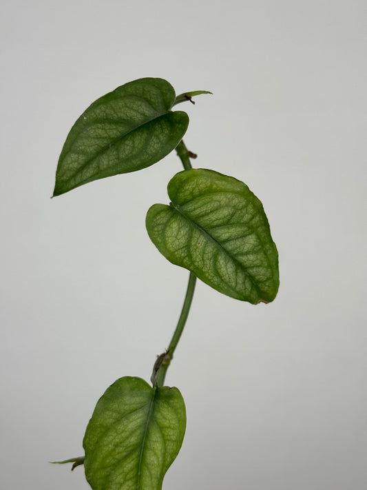 Monstera Siltepecana | Maya